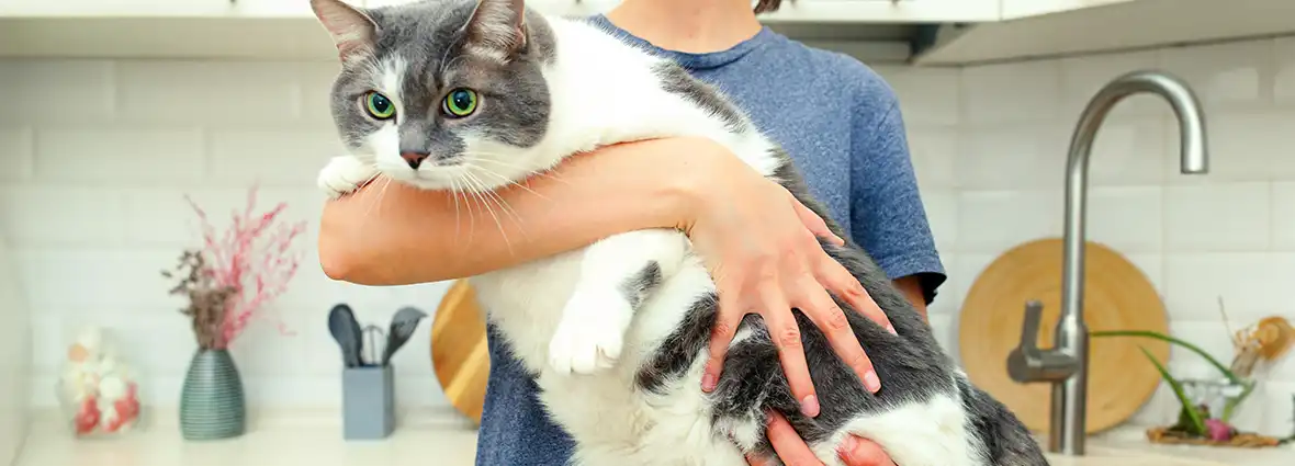 Как похудеть коту: как помочь кошке сбросить вес? | PERFECT FIT™