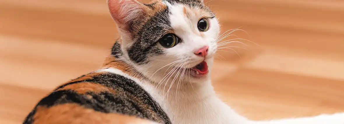 Кошка дышит с открытым ртом: причины учащенного дыхания | PERFECT FIT™