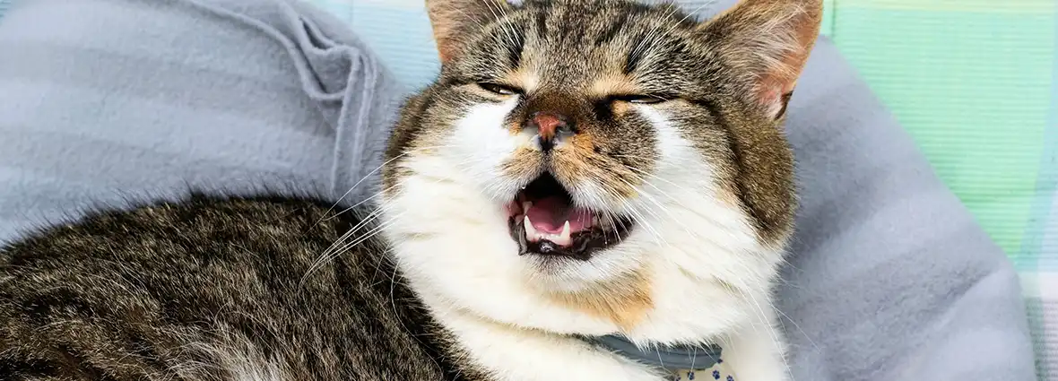 Насморк у кошек: чем лечить ринит и чихание | PERFECT FIT™
