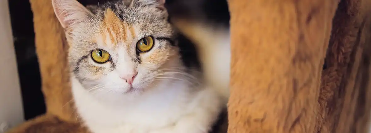 Насморк у кошек: чем лечить ринит и чихание | PERFECT FIT™