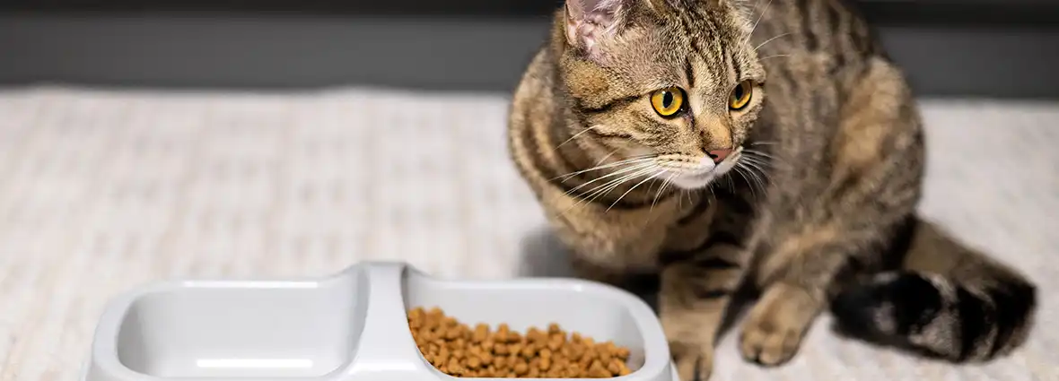 если кошка отказывается от еды