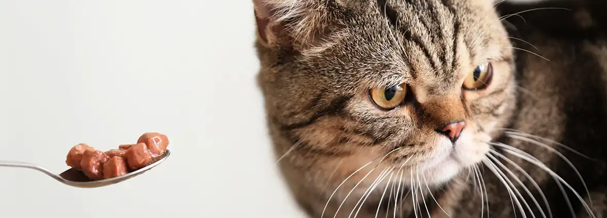 Кот ничего не ест: почему кошка отказывается от корма? | PERFECT FIT™
