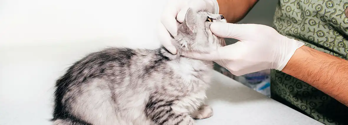 Как диагностировать заболевания глаз у кошки?