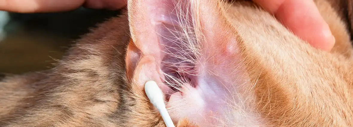 кошка постоянно чешет ухо