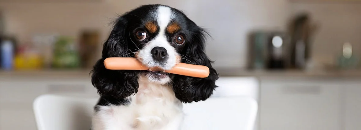 Жирная пища опасна для собак