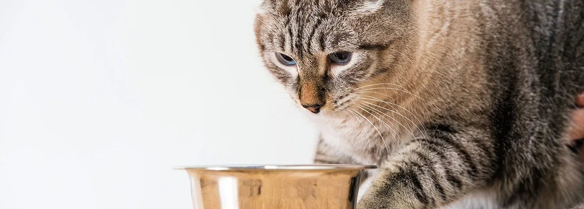Почему кошку рвет после еды непереваренной пищей? | PERFECT FIT™