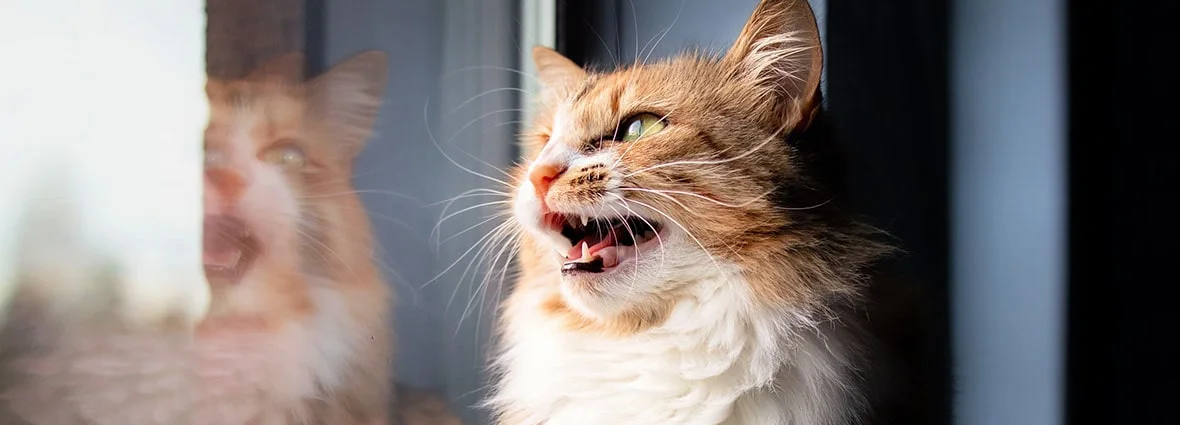 Кошка часто мяукает без причины: почему и что делать? | PERFECT FIT™