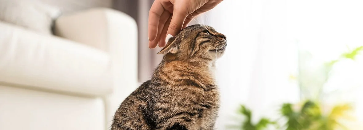 Почему у кошек горячие уши: причины и рекомендации