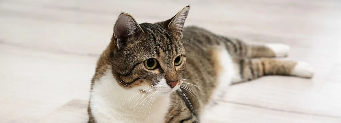 У кошки горячие уши: почему и что это значит? | PERFECT FIT™