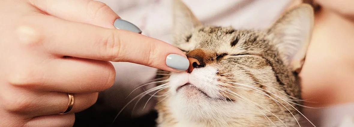 У кошки горячие уши: почему и что это значит? | PERFECT FIT™