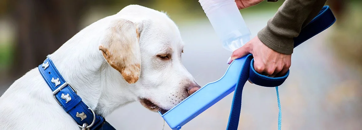 Сколько воды должна пить собака: норма и рекомендации