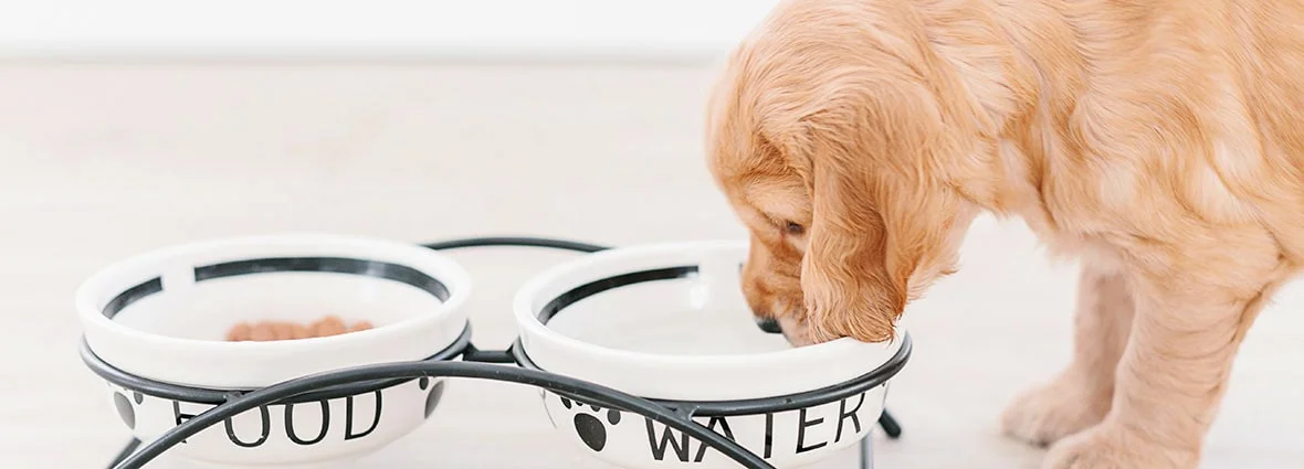 Потребность собаки в воде