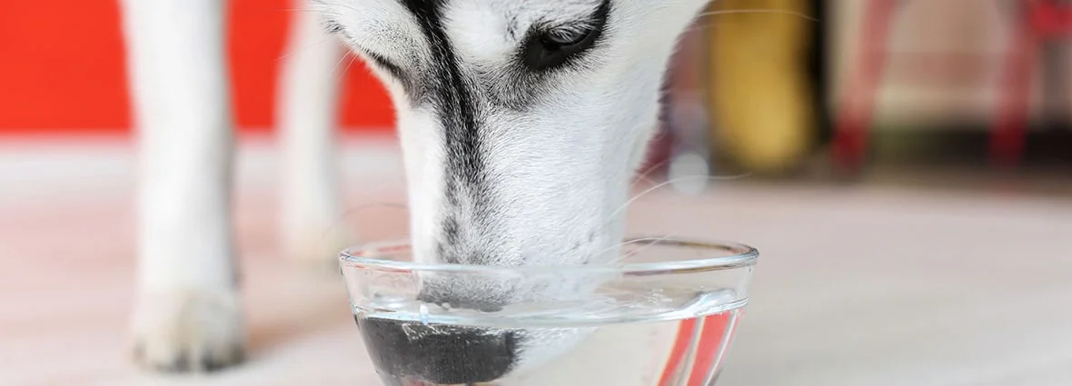 Суточное потребление воды собакой