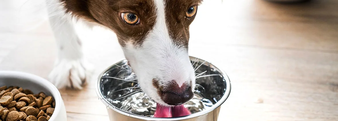 Доступ собаки к миске с водой